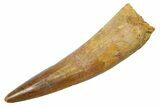 Fossil Spinosaurus Tooth - Real Dinosaur Tooth #349803-1